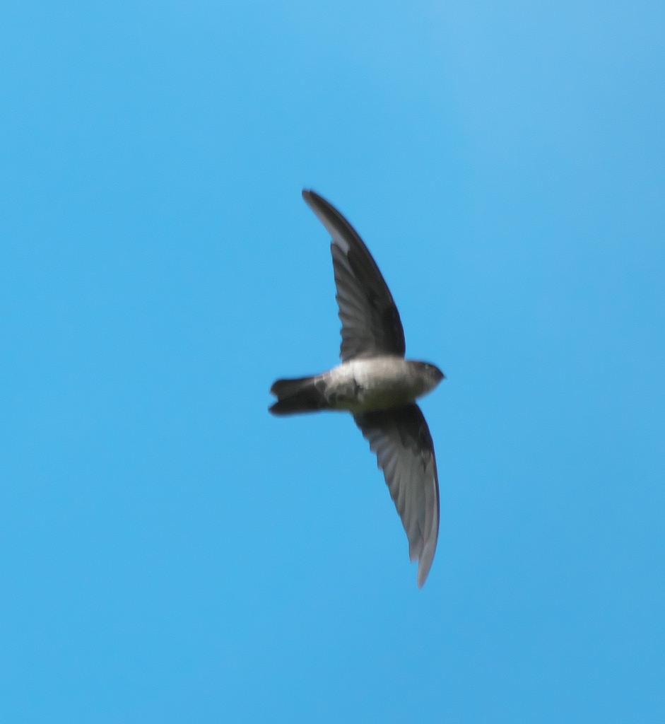 White-rumped Swiftlet