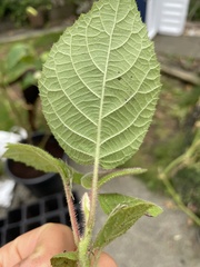 Actinidia