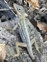 Anolis oculatus