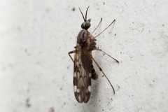 Sylvicola alternatus