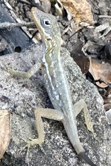 Anolis oculatus