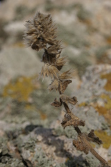 Stachys brachyclada
