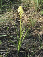 Toxicoscordion venenosum