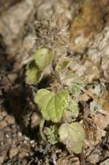 Stachys brachyclada