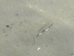 Menticirrhus americanus