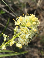 Toxicoscordion venenosum