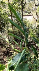 Alpinia zerumbet