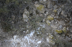 Mesembryanthemum nodiflorum