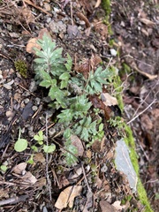 Hydrophyllum