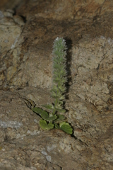 Stachys brachyclada