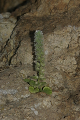 Stachys brachyclada