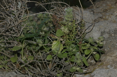 Stachys brachyclada