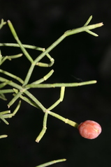 Ephedra altissima