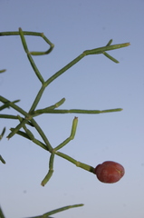Ephedra altissima