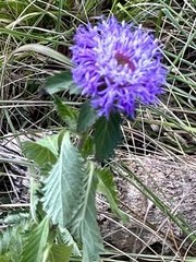 Centratherum punctatum