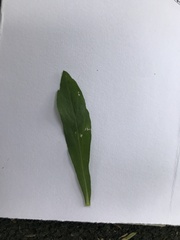 Dimorphotheca ecklonis