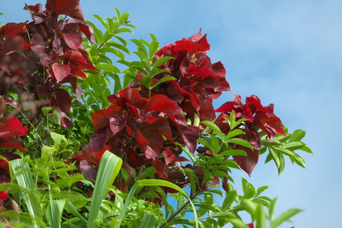 Acalypha wilkesiana