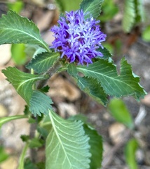 Centratherum punctatum