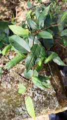 Ficus sarmentosa nipponica