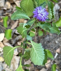 Centratherum punctatum