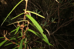 Lasiopetalum ferrugineum