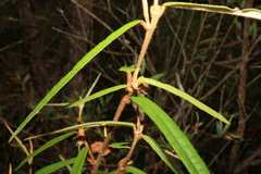 Lasiopetalum ferrugineum