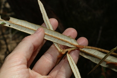 Lasiopetalum ferrugineum