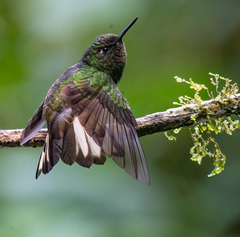 Boissonneaua flavescens