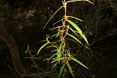 Lasiopetalum ferrugineum