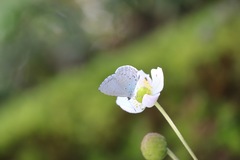 Celastrina oreas