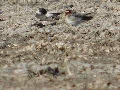 Petrochelidon pyrrhonota