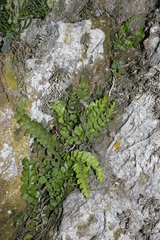 Asplenium marinum image