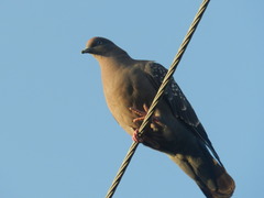 Patagioenas maculosa
