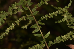 Ozothamnus rufescens