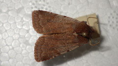 Cerastis rubricosa