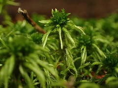 Sphagnum pacificum