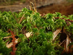 Sphagnum pacificum