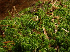 Sphagnum pacificum