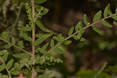 Ozothamnus rufescens