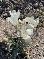 Mentzelia involucrata