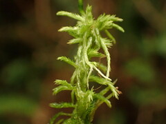 Sphagnum pacificum