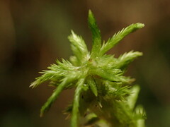 Sphagnum pacificum