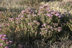 Frankenia corymbosa