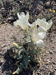 Mentzelia involucrata