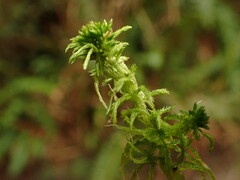Sphagnum pacificum