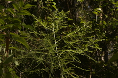 Ozothamnus rufescens