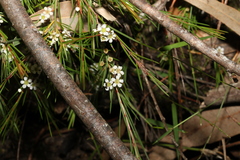 Baeckea linifolia