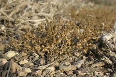Arenaria cerastioides