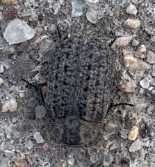 Thanatophilus lapponicus