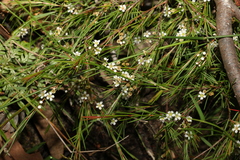 Baeckea linifolia